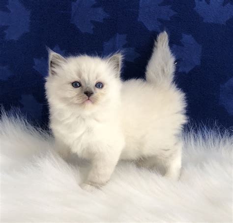 White Ragdoll Kitten Kimberly Keller News
