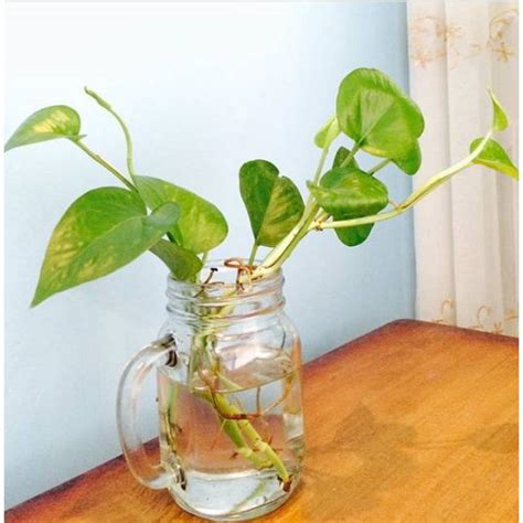 Hal yang harus kamu tahu lagi, menyiram tanaman bukan hanya sekadar mengisi wadah dengan air lalu menumpahkannya atau menyemprotkan air pakai. tanaman yang bisa hidup di air srigadaing hijau | Shopee ...