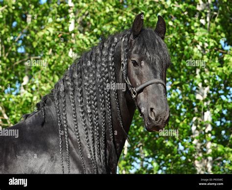 Friesian Horse Face Hi Res Stock Photography And Images Alamy