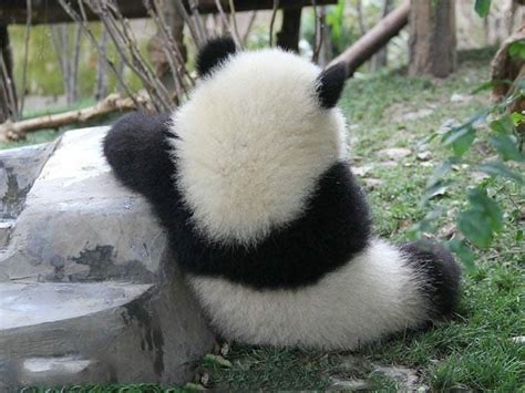 3369 Beğenme 18 Yorum Instagramda Panda World Pandaworld