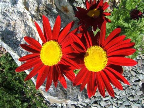 Red Robinsons Daisy Painted Chrysanthemum Coccineum Etsy