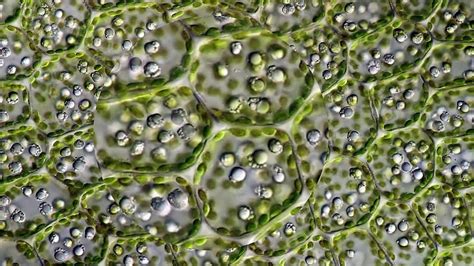 Leaf Cells Through A Microscope Youtube