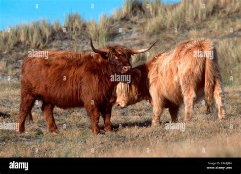 Scottish Highland Cattle Female Cows Scotland Scotland Europe