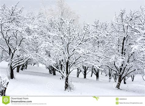 Snow Covered Trees Stock Images Image 35600944