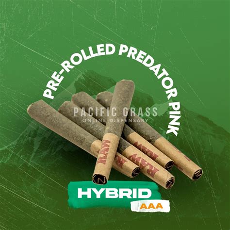 Buy Pre Rolled Predator Pink Online In Canada Pacific Grass