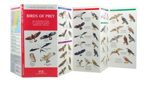 Birds Of Prey A Pocket Naturalist Guide