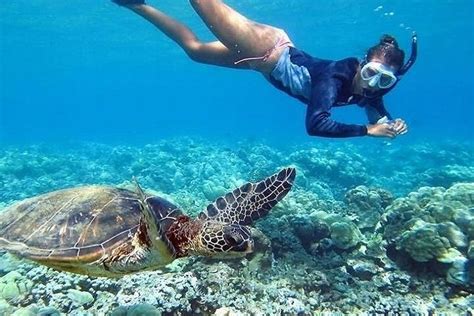 Oahu Dolphin Watching And Snorkelling Cruise Hellotickets