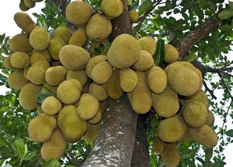 Trees Planet Artocarpus Heterophyllus Jackfruit Jack Fruit