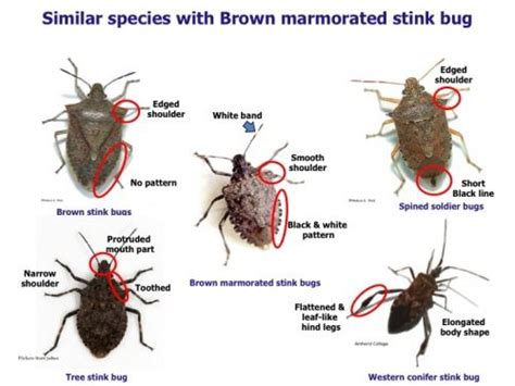 Stink Bugs Brown Marmorated Stink Bug Beneficial Bugs