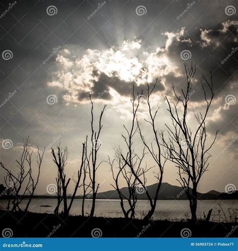 Dried Tree Lake Mountain Bright Dramatic Sky Stock Photos Free