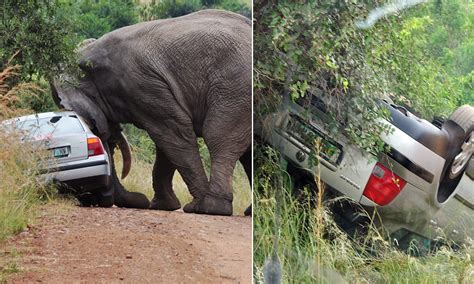Confused Elephant Has Sex With A Car Then Rams Into Ditch Daily