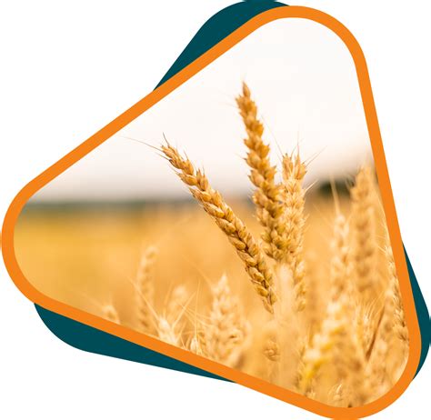 Natural Wheat Bran Sustainable Custom Branded Wheat Bran Fiber