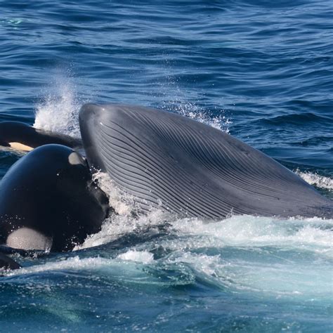 First Records Of Orcas Seen Killing And Eating Blue Whales Discover