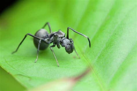 Ant Mimic Jumping Spider Photograph By Melvyn Yeo