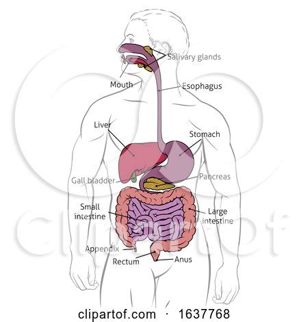 From wikimedia commons, the free media repository. Human Digestive Gastrointestinal Tract Diagram by AtStockIllustration #1637768