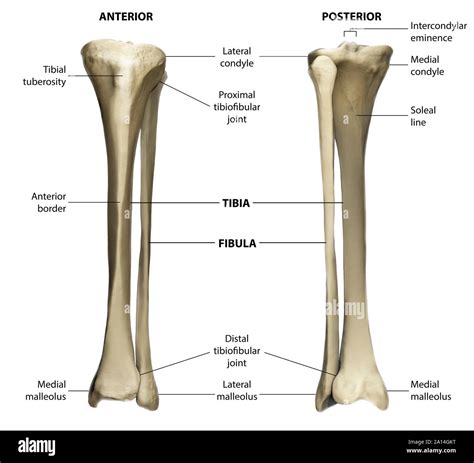 Tibia And Fibula Bones Anatomy Colored Images And Photos Finder