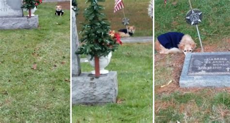 Heartbreaking Moment Of Dog Refusing To Leave Owners Grave