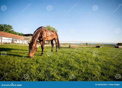 Horse On Pasture At Field Stock Photo Image 54453369