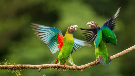 15 Colorful Bird Wallpapers Wallpaperboat