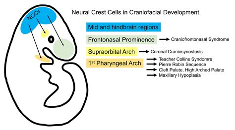 Jdb Free Full Text Cranial Neural Crest Cells And Their Role In The