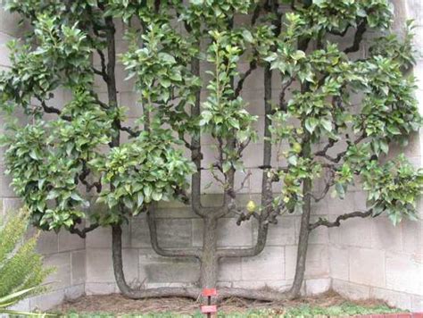 Acquista online giardino e giardinaggio da un'ampia selezione di alberi, prato, vegetali, fiori, piante da frutta, siepi e cespugli e molto altro a piccoli prezzi ogni giorno. Alberi da frutto: come riconoscere le gemme - Idee Green
