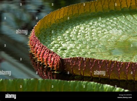 Giant Waterlily Leaf Victoria Cruziana Growing In The Waterlily House