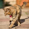 Poppy, the World's Oldest Living Cat, Has Passed Away