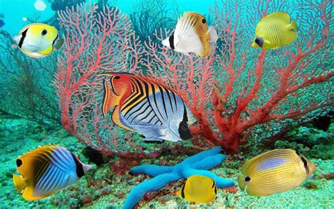 Coral Reef Aquarium Animated Wallpaper Desktopanimated