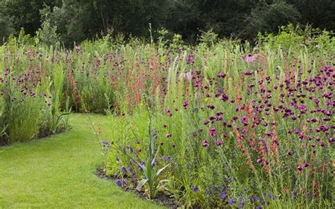 How To Sow Your Own Exotic Meadow