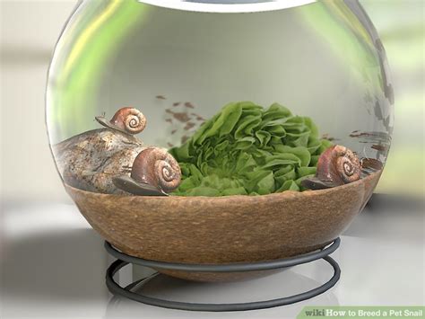 How To Breed A Pet Snail 9 Steps With Pictures Wikihow