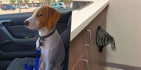 20 Funniest Moments When Pets Realized They Were Going To The Vet