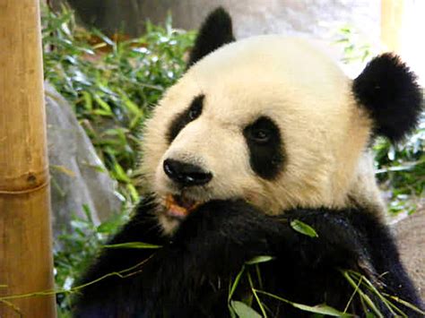 Panda In Shanghai Zoo Shanghai Zoo Tour Panda In Shanghai Zoo Photos