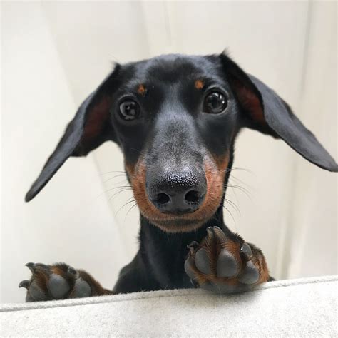 Doxie Puppies Baby Dachshund Funny Dachshund Weenie Dogs Funny Dogs
