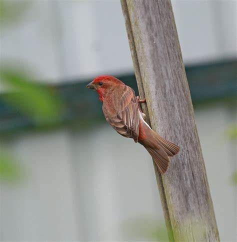 Диеты чечевица отзывы Чечевица | Фотосайт СуперСнимки.Ру Чечевица | Фотосайт СуперСнимки.Ру Диеты чечевица отзывы