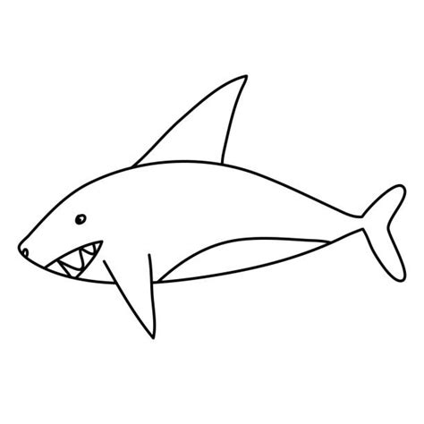 Drawing Of The Great White Shark Teeth Illustrations Royalty Free