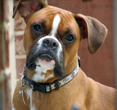 Boxer sind eine lustige spezies. Boxer: Rassebeschreibung, Wesen, Haltung und Pflege