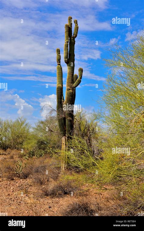 Arizona Sonora Desert Landscape With Saguaro Cactus Stock Photo Alamy