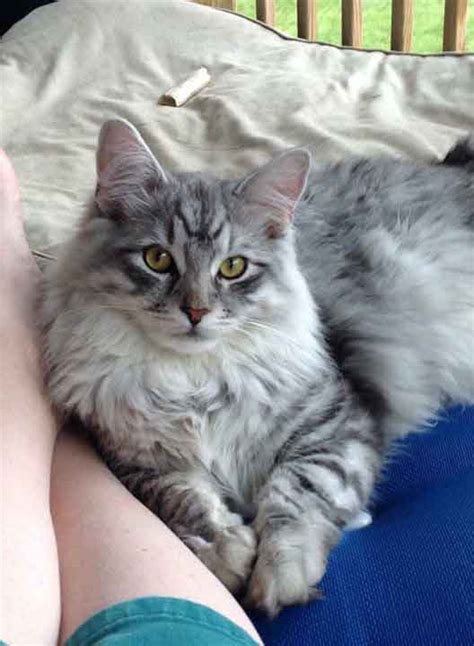 They can weigh up to 18 pounds if male, and 14 if female. The Silver Maine Coon - Maine Coon Expert