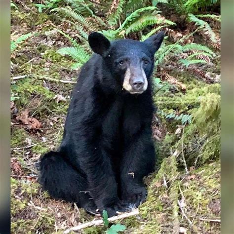 Oregon Officials Kill Bear Because It Became Habituated After Humans