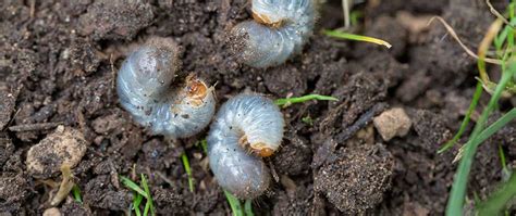 Preventative Grub Control Saves Your Lawn And Money Turf Tech