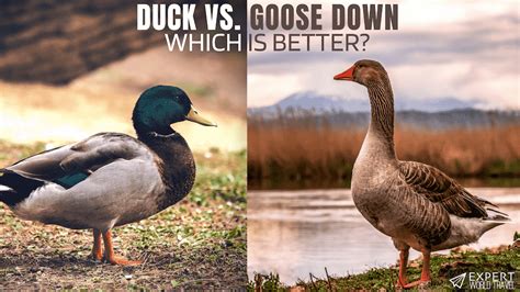 When will btc price drop? Duck Down Vs. Goose Down: Everything You Need To Know ...