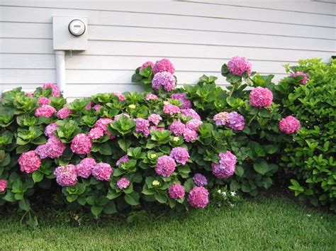 Hydrangea Growing In Northeast Florida Growing Hydrangeas Hydrangea