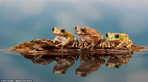 Amazing Pictures Of Frogs Clambering Over Each Other On A Sliver Of