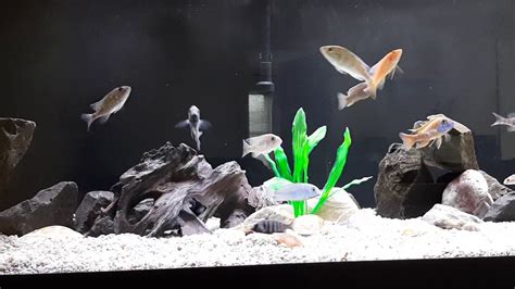 Update On Mixed African Cichlids Youths In 125gal Tank Youtube