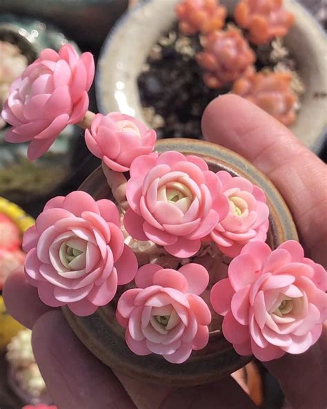 Sweet Pink Succulent Dreams💖 Photo By Airportll Pink Succulent
