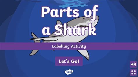 Parts Of A Shark Labelling Activity Twinkl