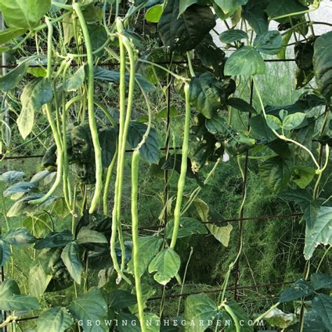 Vertical Gardening 10 Vegetables That Love To Climb Growing In The