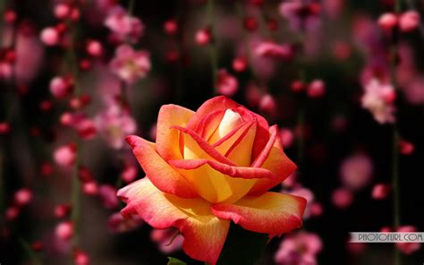 Most Beautiful Pink Flowers Wallpapers Top Free Most Beautiful Pink