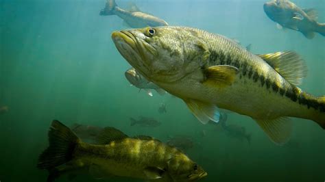 Giant Bass Underwater