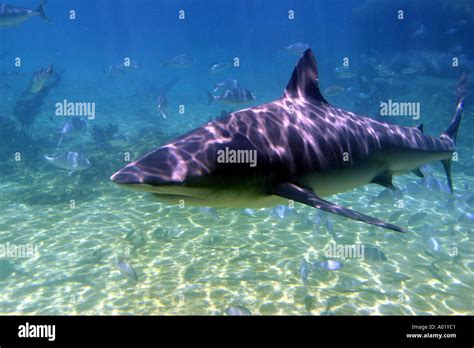 Bull Shark At Shark Bay Sea World Gold Coast Qld Australia Stock Photo